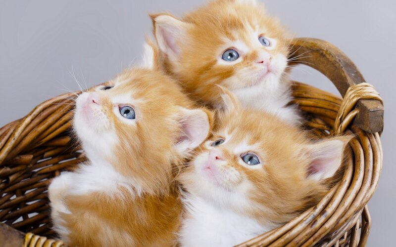 Three Orange Kittens — Calm, Photograph, Basket