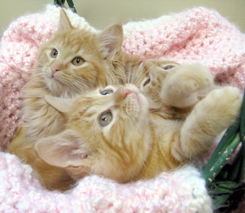Three Orange Kittens — Calm, Photograph, Blanket
