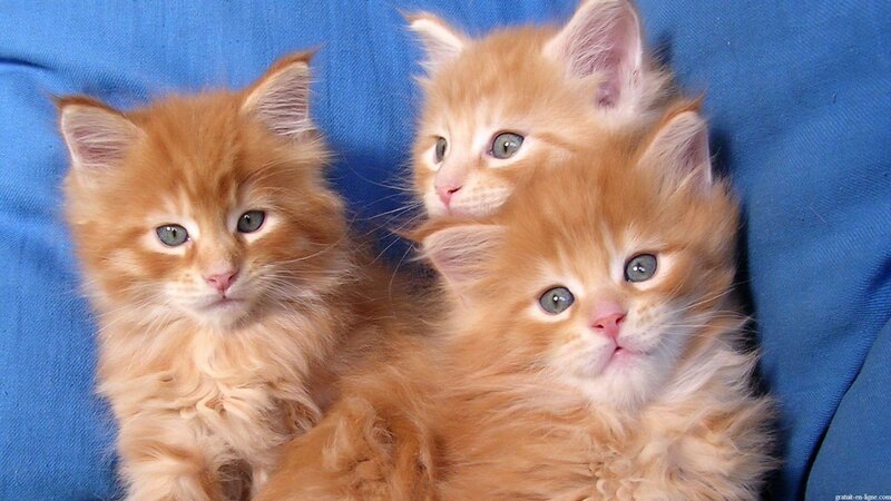Three Orange Kittens — Calm, Photograph, Blue Fabric