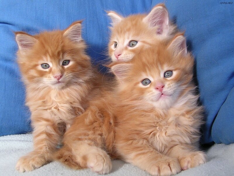 Three Orange Kittens — Calm, Photograph, Blue Fabric, White Surface