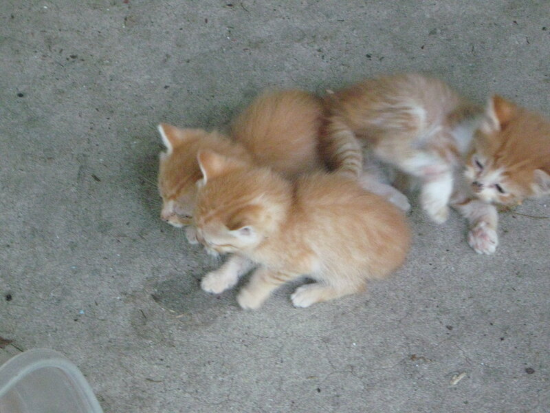 Three Orange Kittens — Calm, Photograph, Concrete Floor