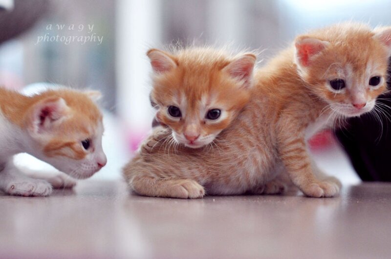 Three Orange Kittens — Calm, Photograph, Floor