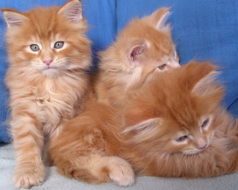 Three Orange Kittens — Calm, Photograph