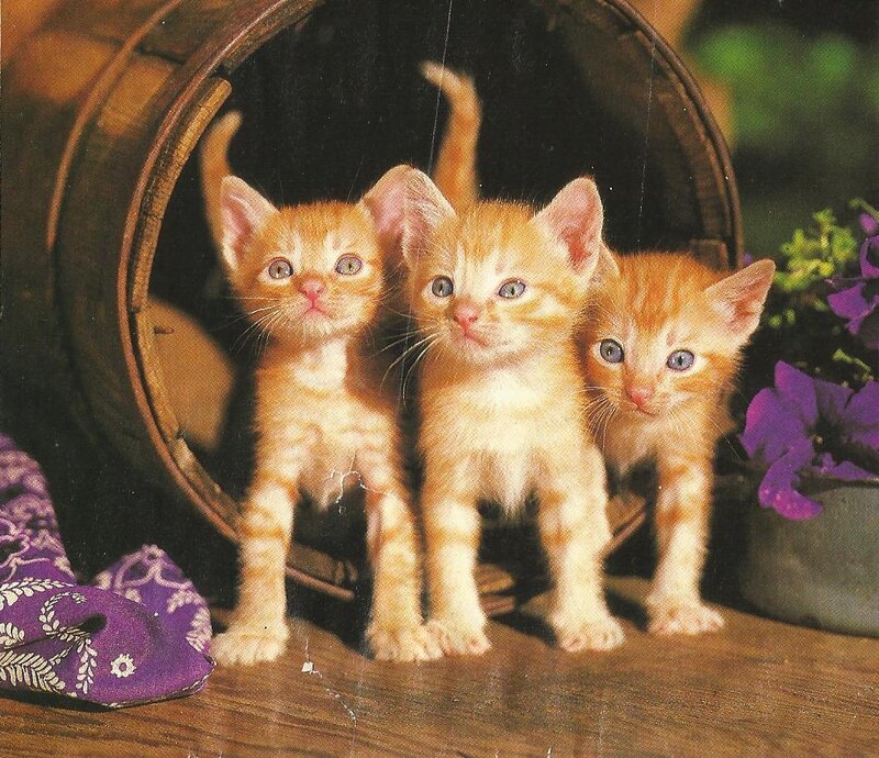 Three Orange Kittens — Curious, Photograph, Barrel