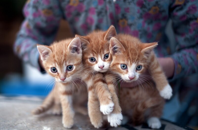 Three Orange Kittens — Curious, Photograph, Person