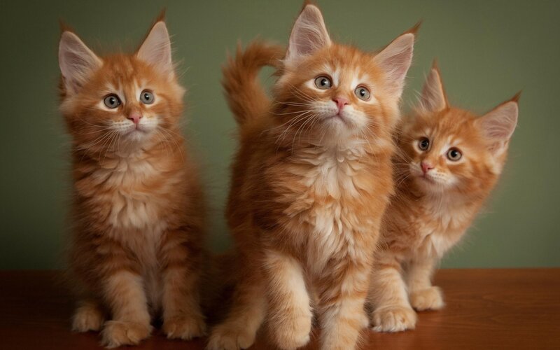 Three Orange Kittens — Curious, Photograph, Table