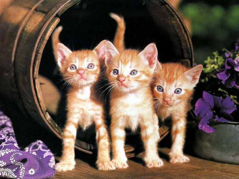 Three Orange Kittens — Curious