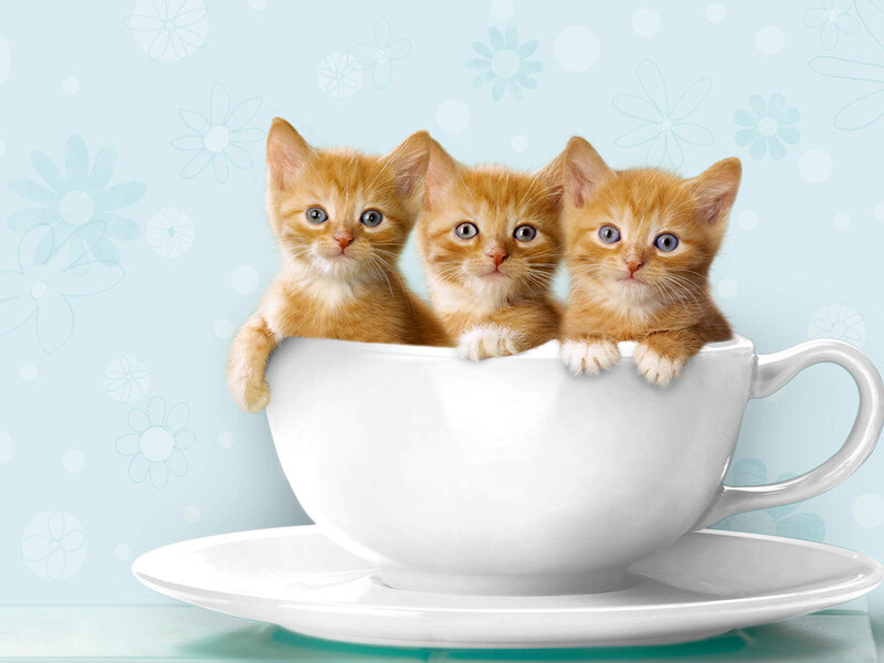 Three Orange Kittens — Cute