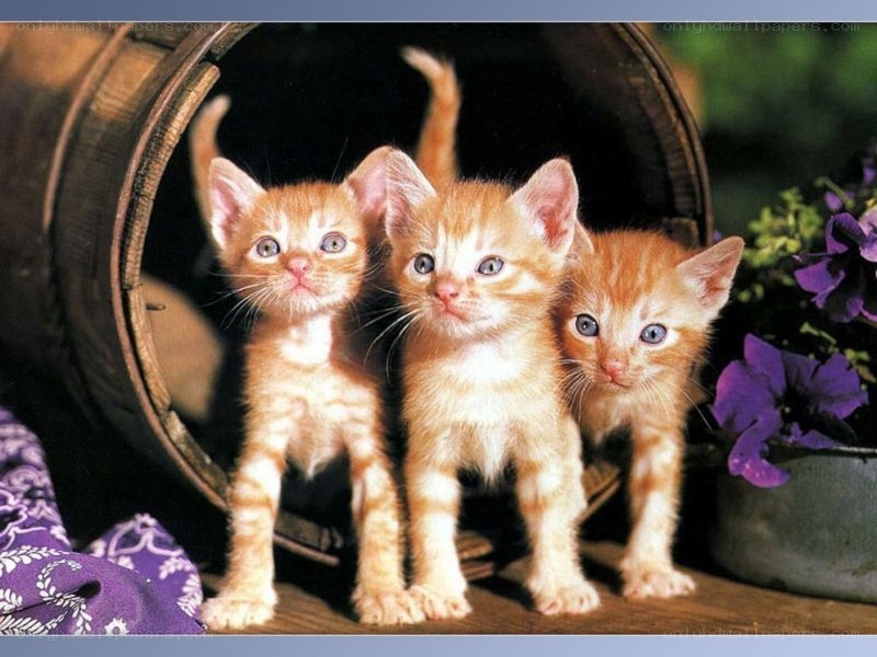 three orange kittens in a barrel