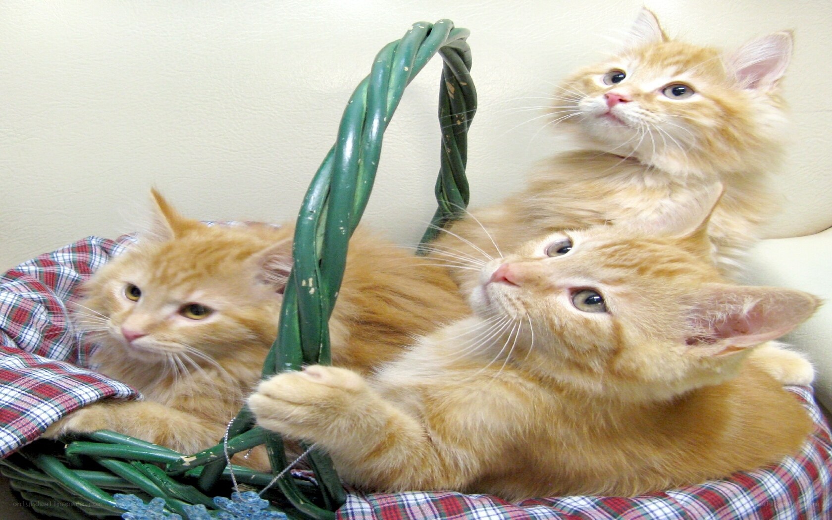 Three orange kittens in a basket