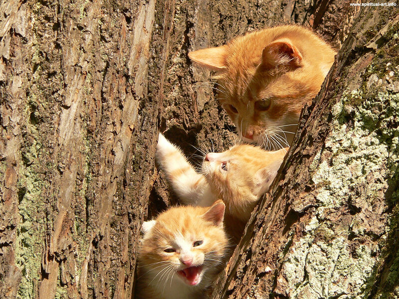 Three Orange Kittens in Tree