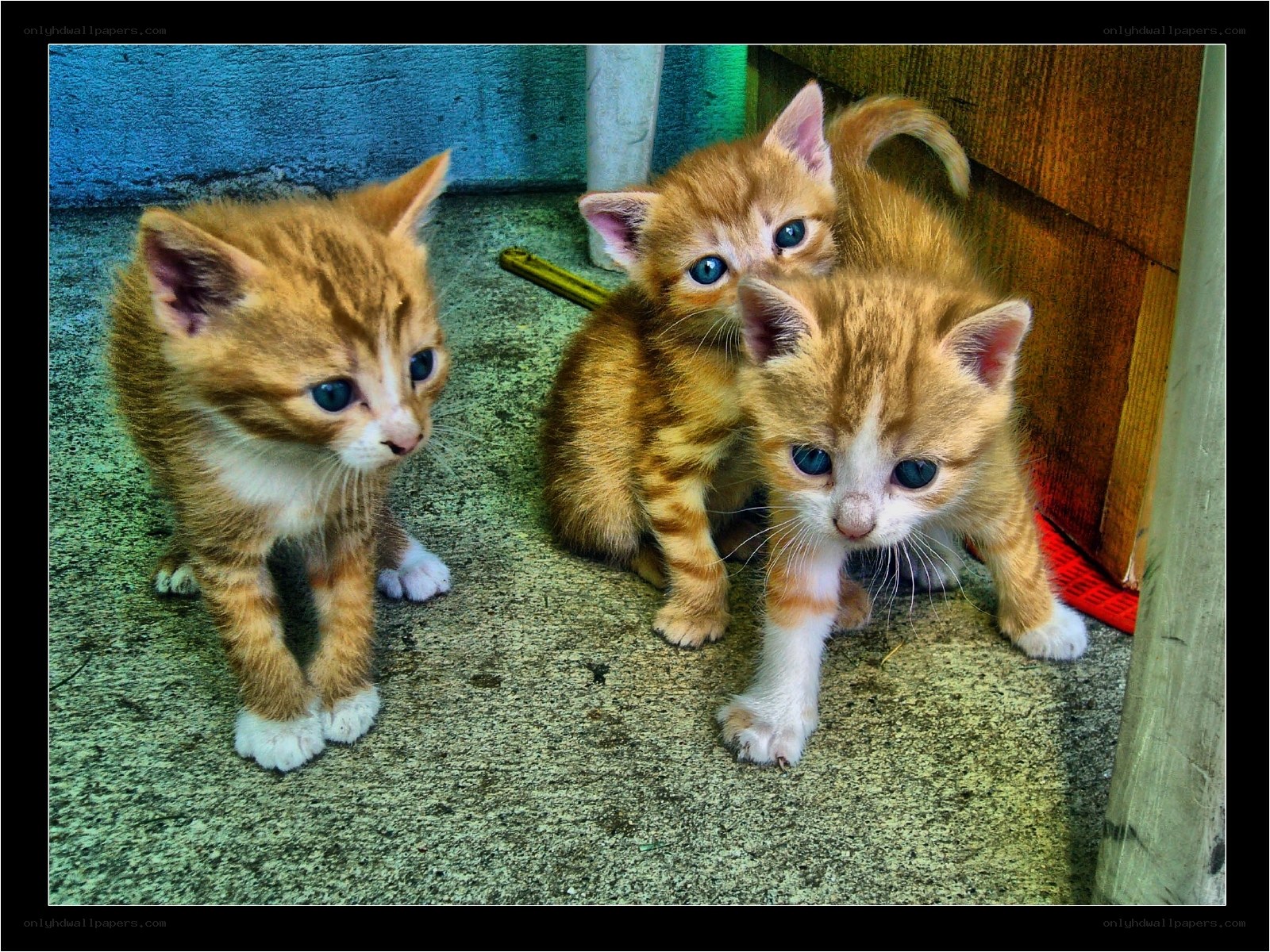 three orange kittens on concrete