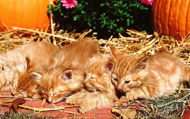 Three Orange Kittens — Peaceful, Autumn