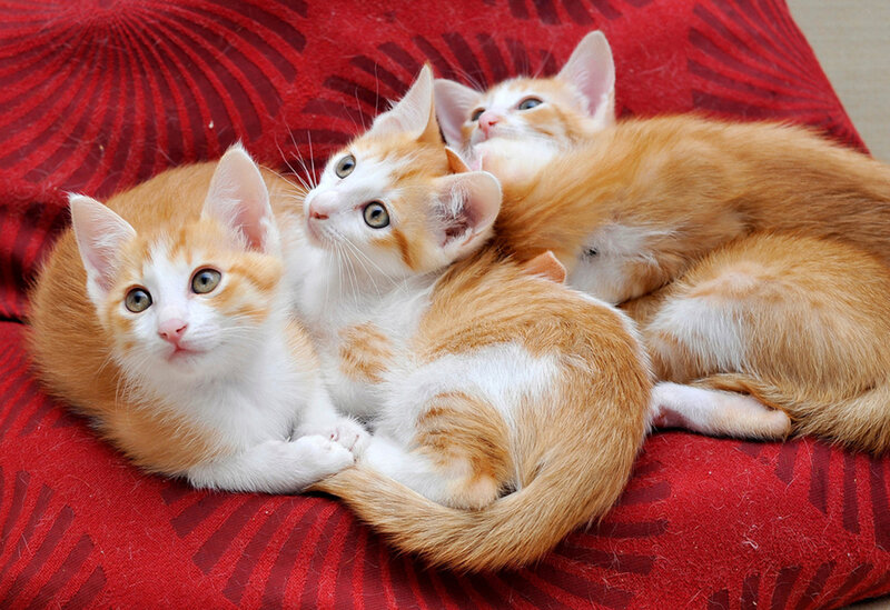 Three Orange Kittens — Red