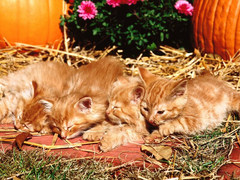 Three Orange Kittens