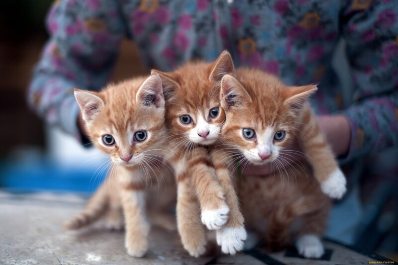 three orange kittens together