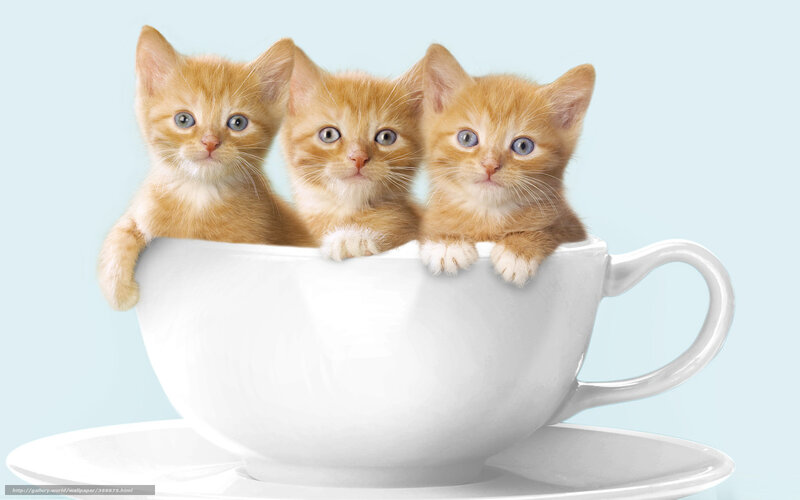 Three Orange Kittens — White, Cute, Photograph, Tea Cup