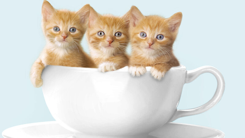 Three Orange Kittens — White, Cute, Photograph