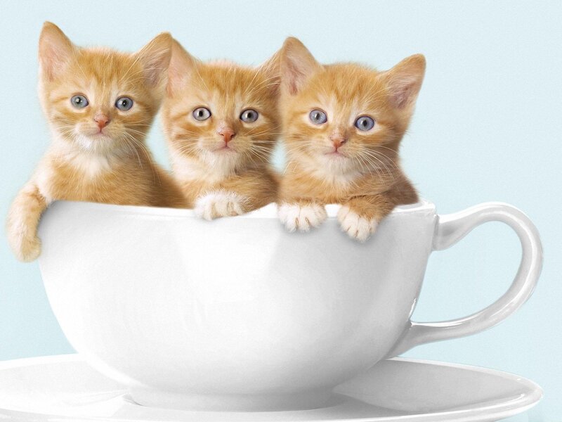 Three Orange Kittens — White, Cute