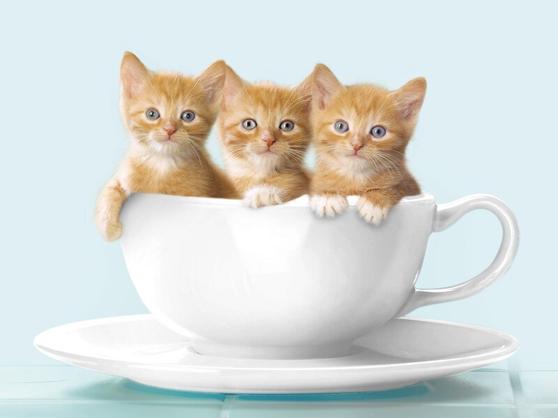 Three Orange Kittens — White, Playful