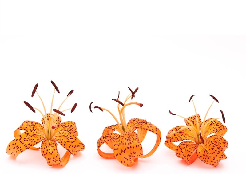 Three Orange Lilies — Calm