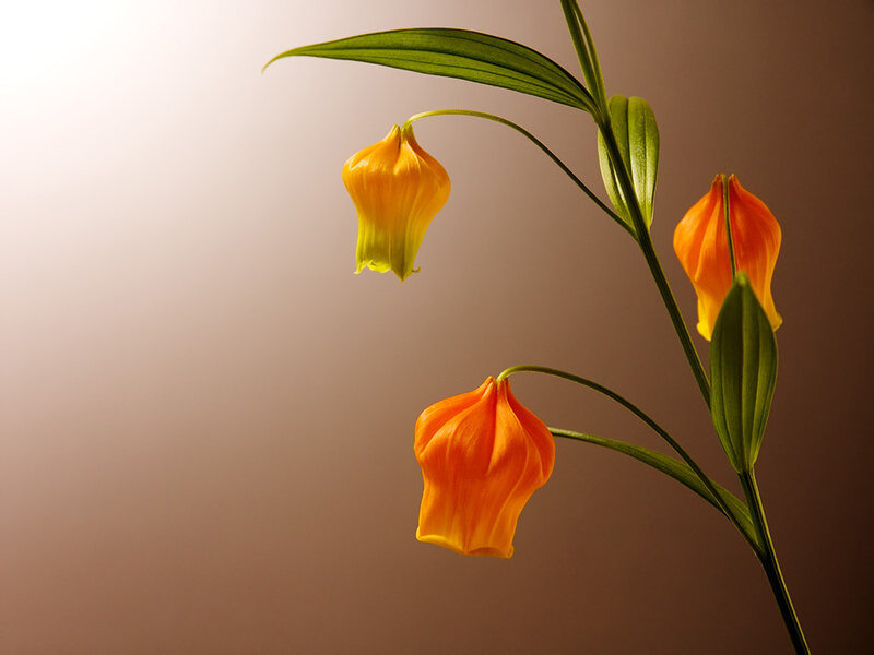 Three Orange Lilies