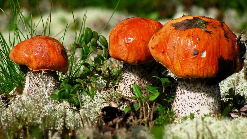 Three Orange Mushrooms