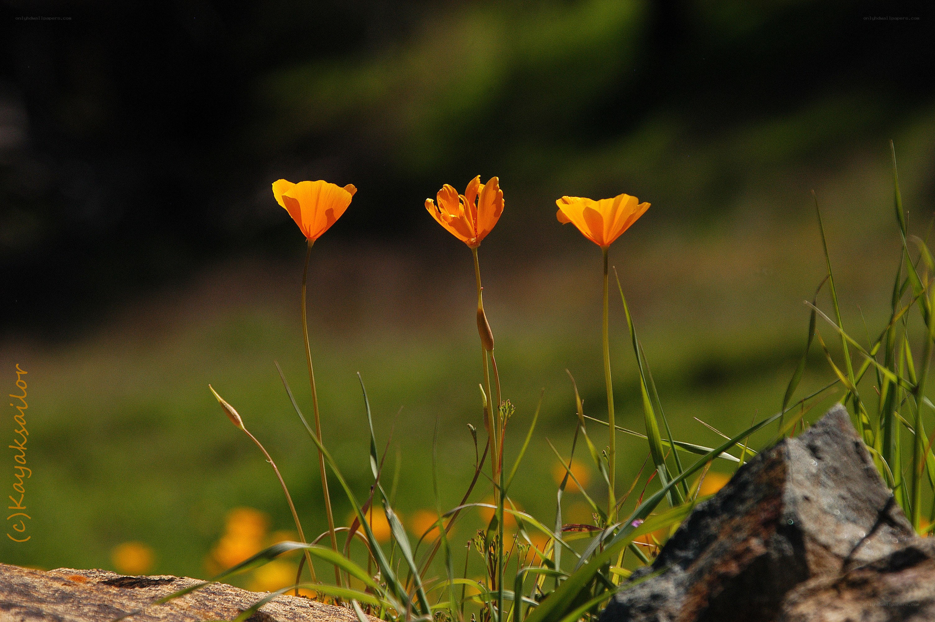 Three orange poppies in sunlight