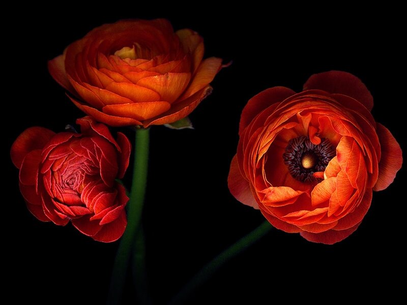 Three Orange Ranunculus Flowers