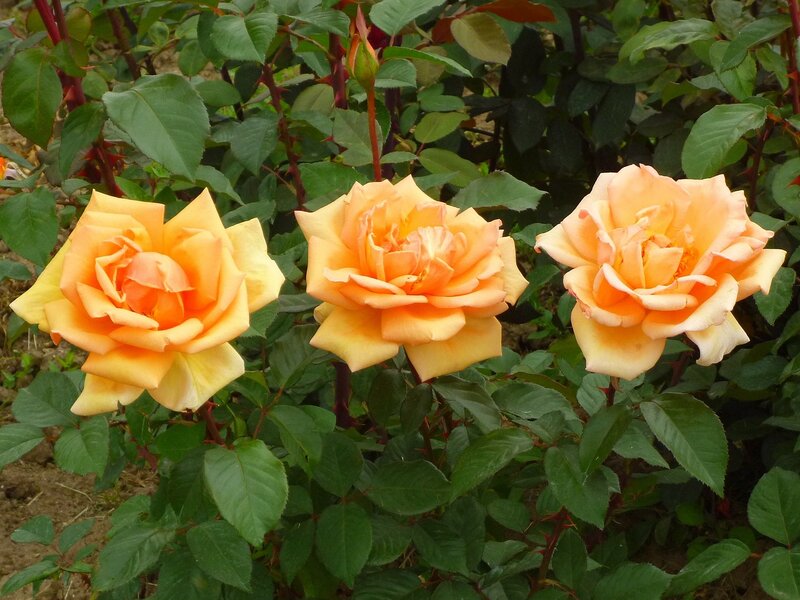 Three Orange Roses — Calm, Afternoon, Photograph