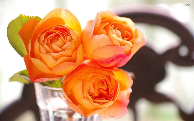 Three Orange Roses — Calm, Afternoon, Photograph, Vase