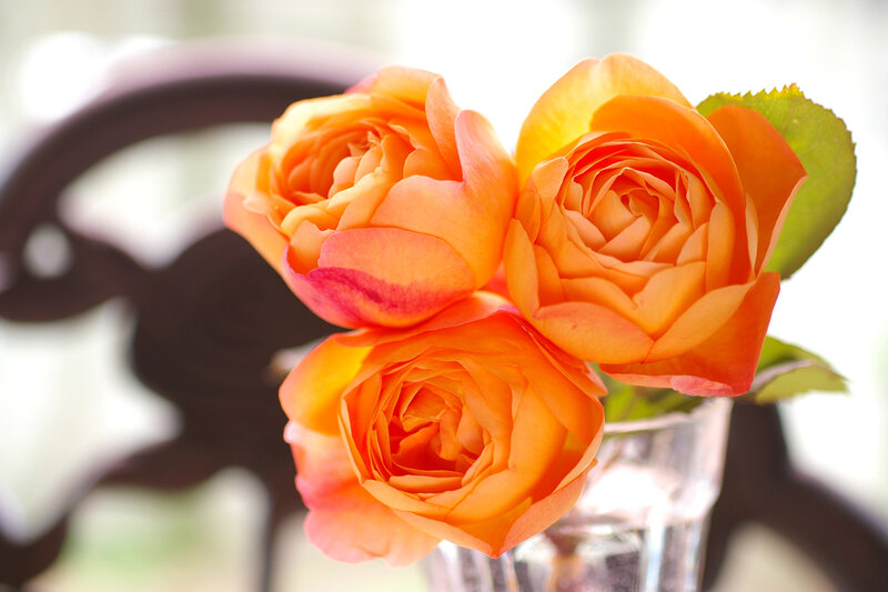 Three Orange Roses — Calm, Afternoon