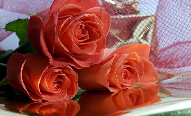 Three Orange Roses — Calm, Photograph, Green Leaf
