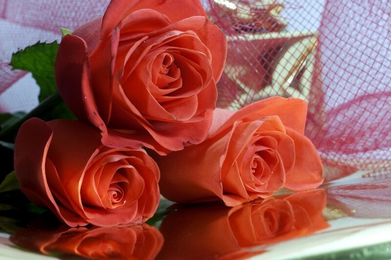 Three Orange Roses — Calm, Photograph, Green Leaves, Red Mesh
