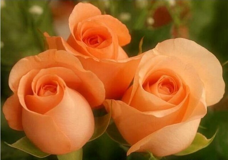 Three Orange Roses — Calm, Photograph, Green Leaves