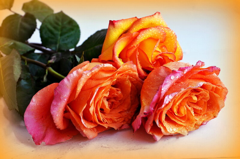 Three Orange Roses — Calm, Photograph, Leaves