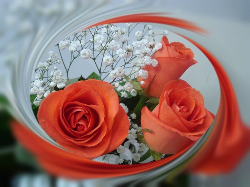 Three Orange Roses — Calm, Photograph
