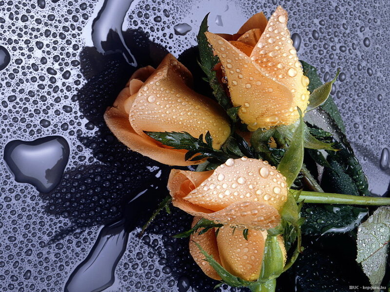 Three Orange Roses — Calm, Photograph, Water Droplets
