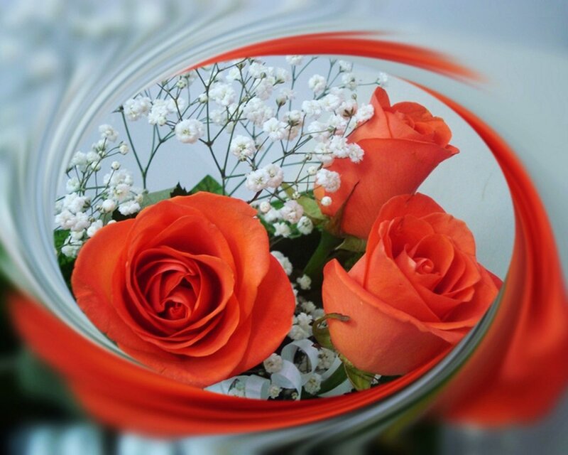 Three Orange Roses — Calm, Photograph, White Baby's Breath