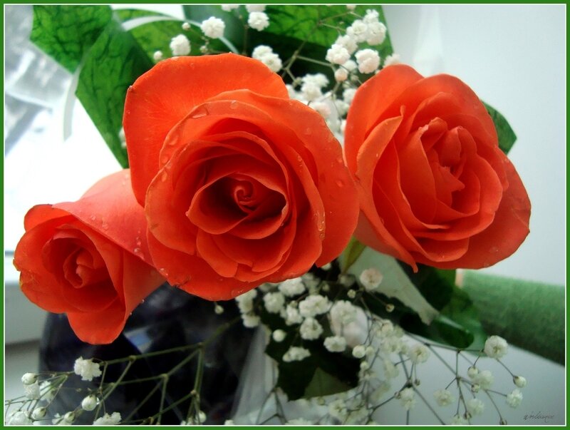 Three Orange Roses — Calm