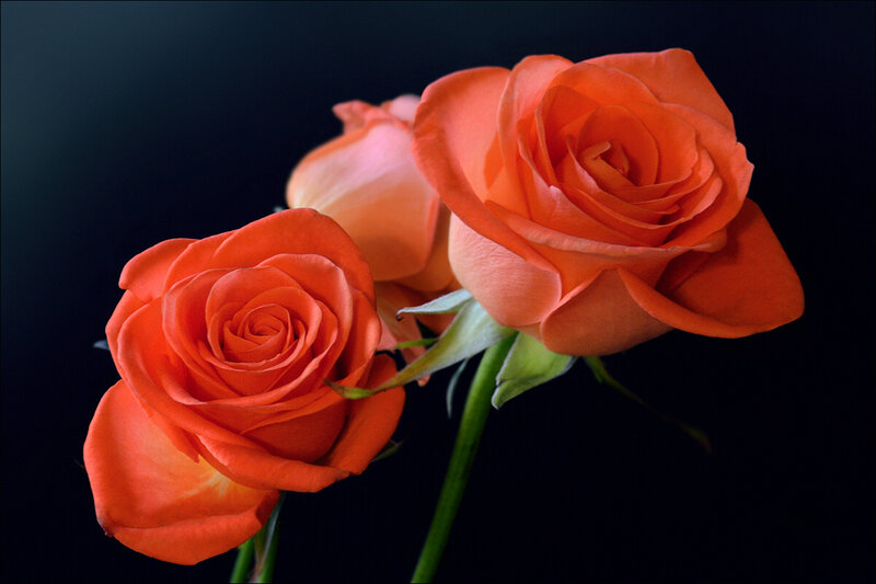 Three Orange Roses — Dramatic, Photograph, Green Stems