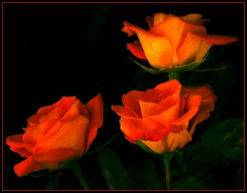 Three Orange Roses — Dramatic, Photograph