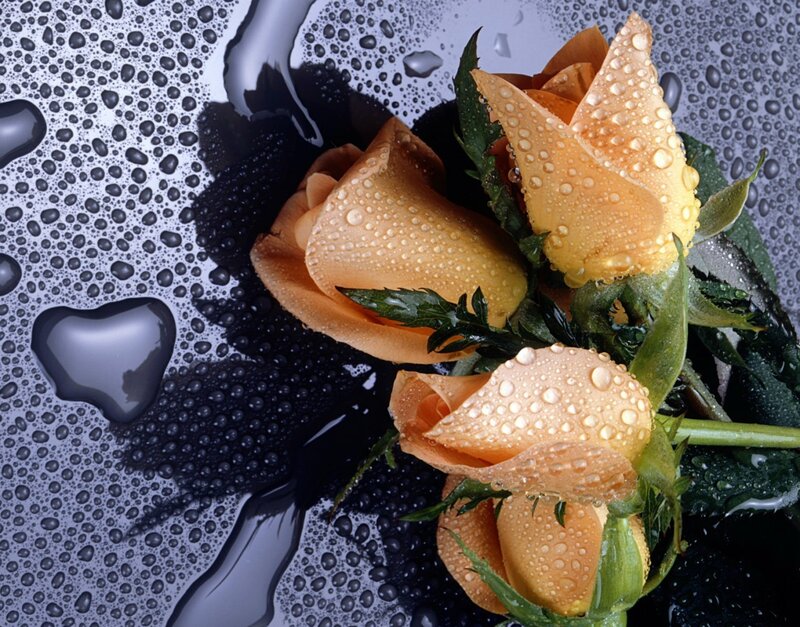 Three Orange Roses — Dramatic, Photograph, Water Droplets