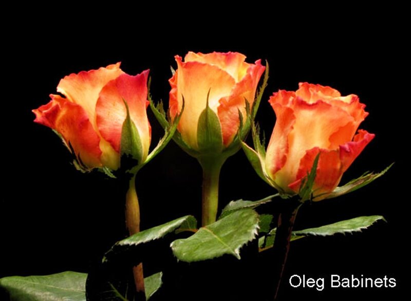 Three Orange Roses — Dramatic