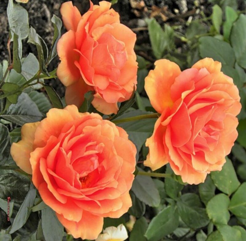 three orange roses in bloom