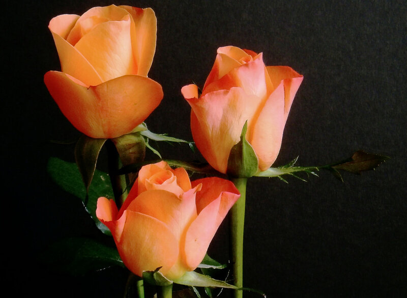 Three orange roses on black