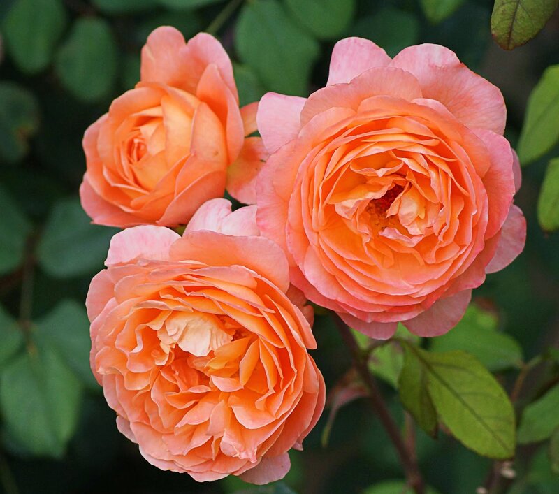 Three Orange Roses — Serene, Afternoon, Photograph