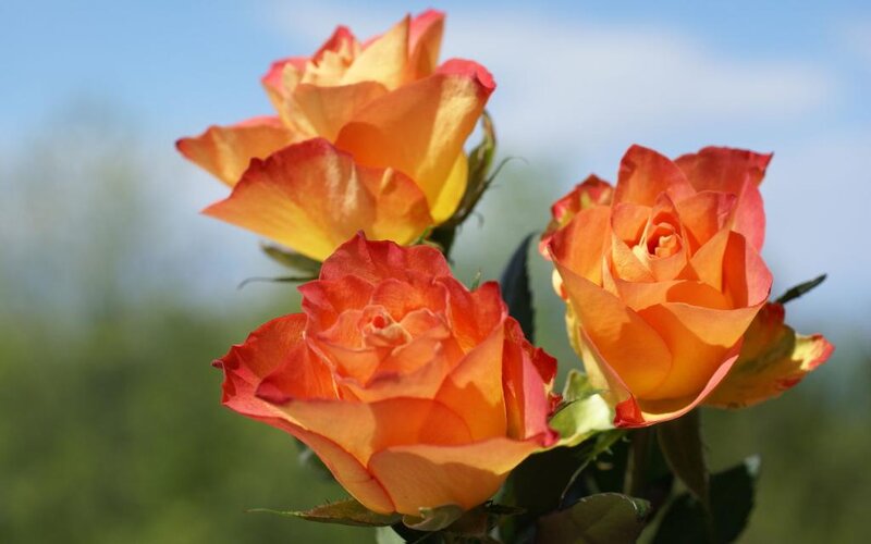 Three Orange Roses — Serene, Afternoon