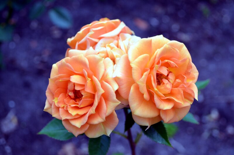 Three Orange Roses — Serene, Photograph, Green Leaves