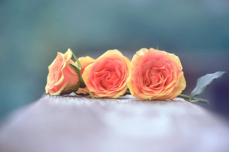 Three Orange Roses — Serene, Photograph